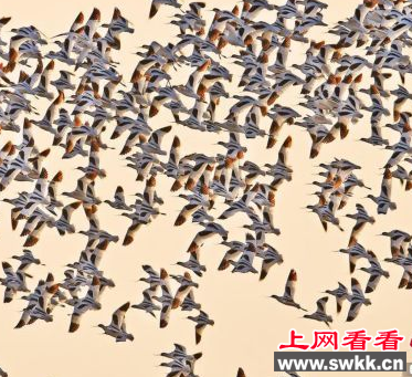 东洞庭湖惊现千只反嘴鹬 引游客围观