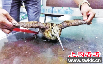 长嘴丘鹬郑州上空坠落被救