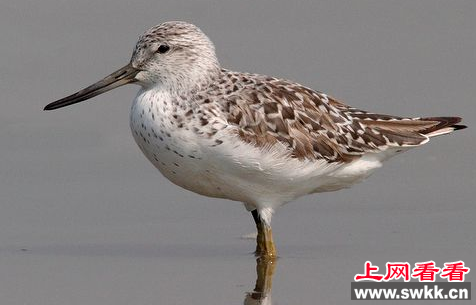 小青脚鹬