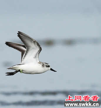 雷州湾发现珍稀鸟类勺嘴鹬