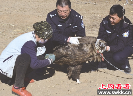 警民合力救助一只保护动物秃鹫