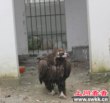 男子上山途中意外发现受伤秃鹫