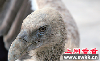 秃鹫
