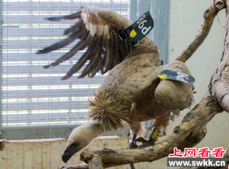 黎巴嫩捕获一只“间谍秃鹫”