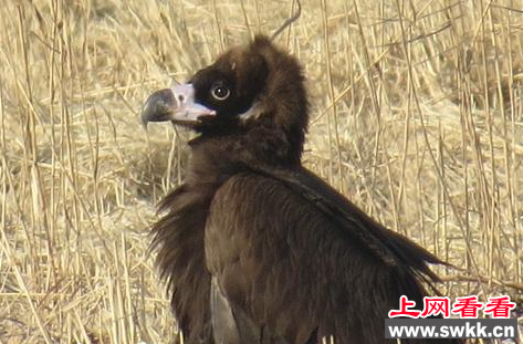 时隔十年 东营黄河口再次发现秃鹫