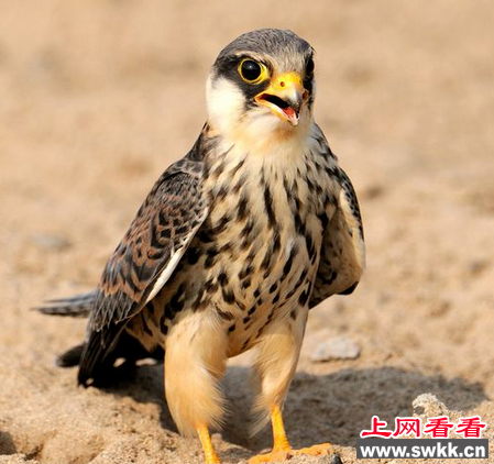 村民捡到“猫头鹰” 专家称这是隼