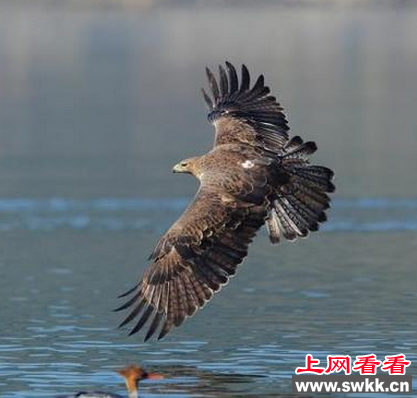 白腹隼雕偷鸡被逮 村民意外将其放生