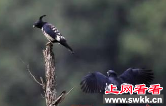 明溪发现珍稀猛禽黑冠鹃隼