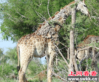 南非长颈鹿患怪病 身上长满小包