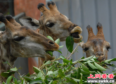 南非长颈鹿与深圳饲养员成为好朋友 
