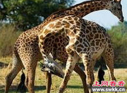 天津口岸引渡一批南非长颈鹿