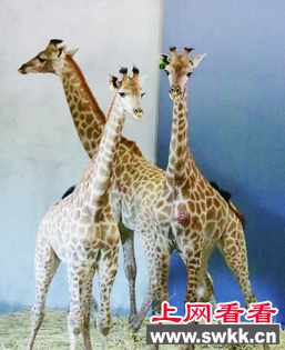 湖州引进一批南非长颈鹿