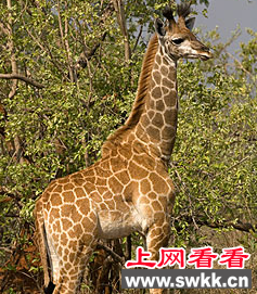23只南非长颈鹿安家昆明