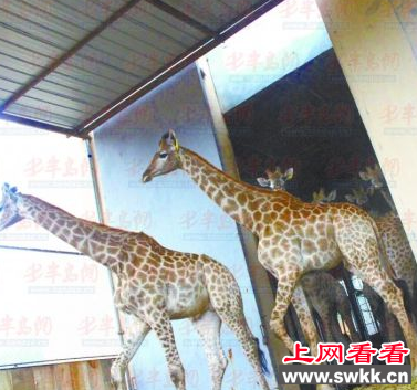 青岛森林野生动物世界引进9只南非长颈鹿