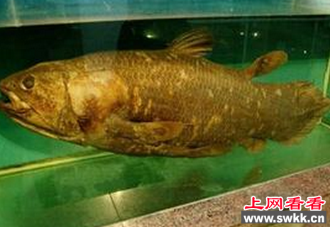 鱼中活化石：矛尾鱼
