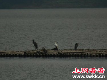 黑脸琵鹭惊现雷州水塘