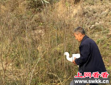 承德农民救助白琵鹭