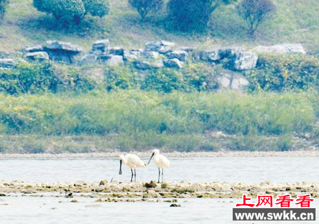 白琵鹭首次现身宁乡金洲湖