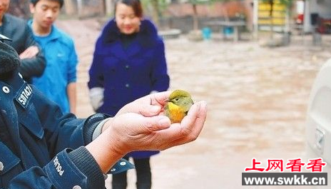 昭通放生43只红嘴相思鸟