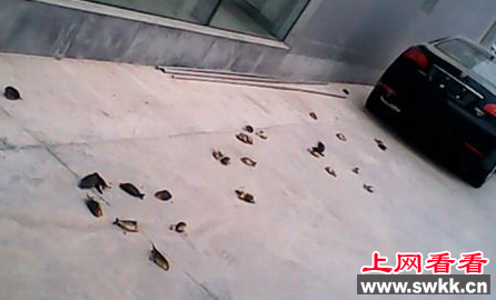 十堰40余只红嘴相思鸟撞墙死亡