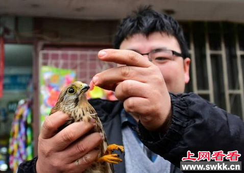 郑州市民救治一只受伤红隼