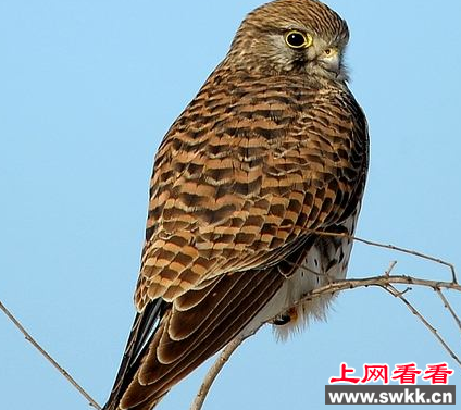 鹤庆两男子捕捉保护动物红隼被逮捕