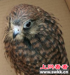 国家二级重点保护野生动物被放飞