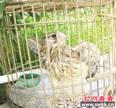 受伤红隼栖落居民区被救