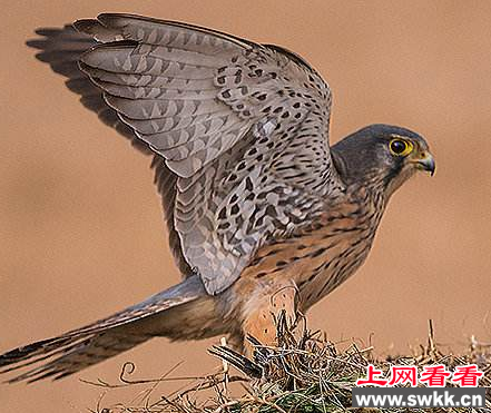 菜园捡到受伤大鸟 竟是保护鸟类红隼