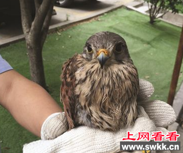 南京江宁市民捡到受伤大鸟 竟是国家二级保护动物红隼