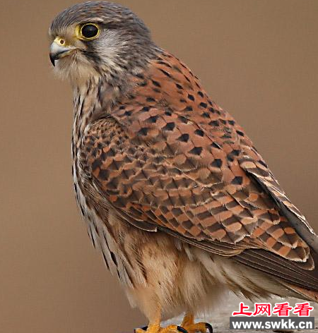 乐亭县民警放生三只保护动物红隼