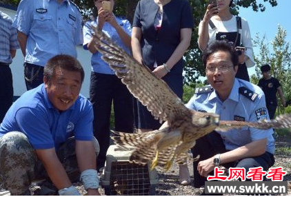 唐山乐亭放生三只红隼