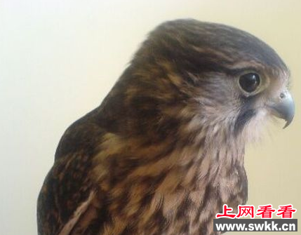 红隼