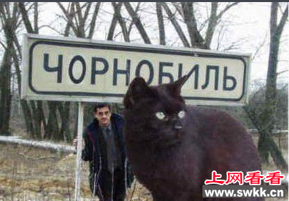 乌克兰巨猫
