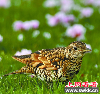 庐山首次发现白眉地鸫 