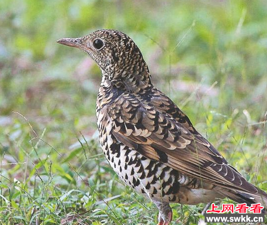 虎斑地鸫现身洛阳