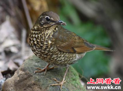 滨江森林公园惊现虎斑地鸫