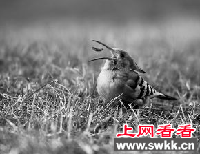 莲花池来了6只小戴胜