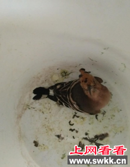 摩的师机救助受伤珍稀鸟类戴胜