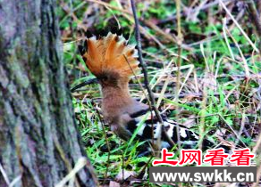 石家庄街头绿化带现戴胜觅食 