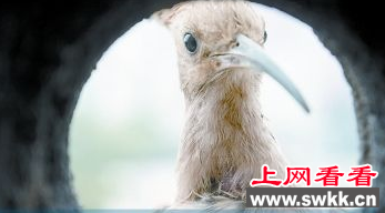 4只出生不久的“啄木鸟”惊现空调装机孔
