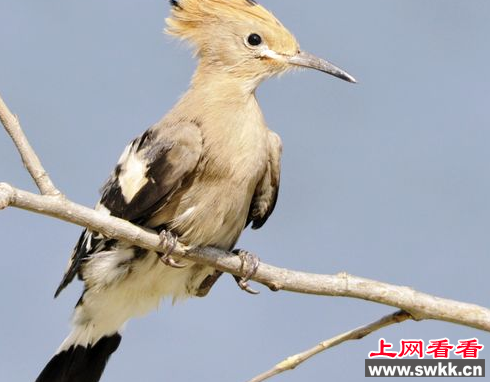 双牌县泷泊镇发现珍稀鸟类戴胜