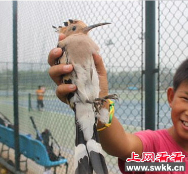 小孩捡到受伤戴胜 将其带回救治