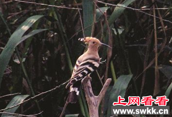 幕府山湿发现珍稀鸟类戴胜