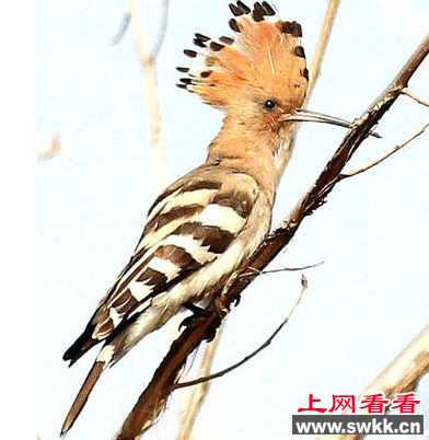 “啄木鸟”竟是国家二级保护动物戴胜 