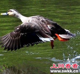 武汉动物园湿地鸟区诞生了首对人工孵化的斑头雁