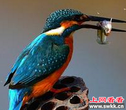 捕鱼高手：翠鸟