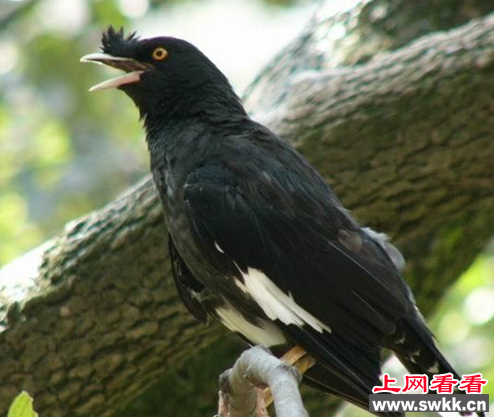 ˸羹¿