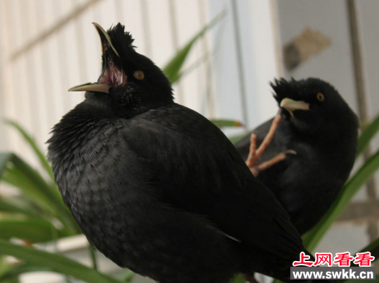 八哥被盗 竟怒问小偷“你为虾米带我走！”