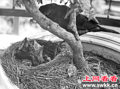 八哥阳台筑巢 孵出一窝小鸟